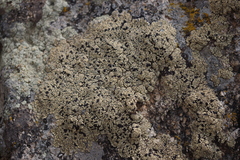 Rhizocarpales