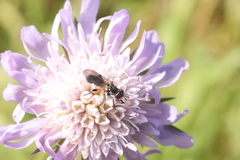 Thecophora
