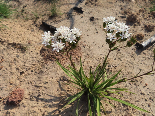 Image of Corymbium villosum by (c) linkie, some rights reserved (CC BY)