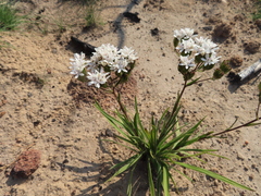 Corymbium villosum