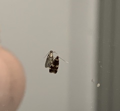 Oegoconia novimundi
