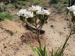 Corymbium villosum