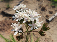 Corymbium villosum