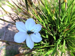 Aristea cantharophila