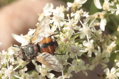 Tachina fera