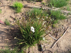 Aristea cantharophila