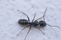 Camponotus fallax