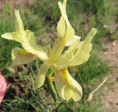 Moraea angusta