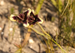 Moraea lurida