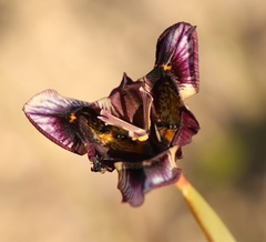 Moraea lurida