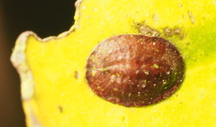Coccidae