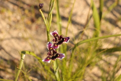 Moraea lurida