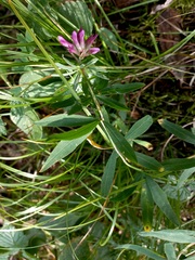 Trifolium lupinaster