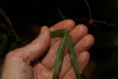 Lygodium reticulatum