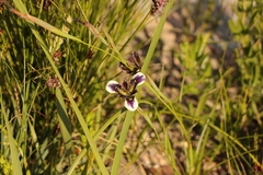 Moraea lurida