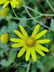 Senecio inaequidens