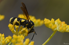 Leucospis gigas
