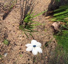 Aristea cantharophila