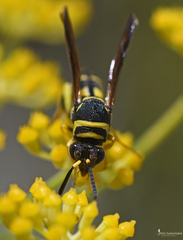 Leucospis gigas