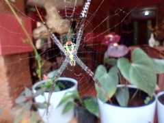 Argiope anasuja