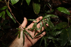 Lygodium reticulatum