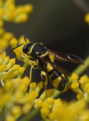 Leucospis gigas
