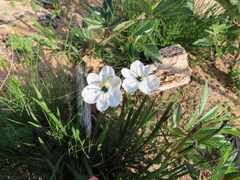Aristea cantharophila