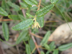 Correa decumbens