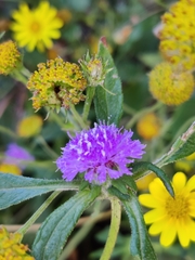 Cyanthillium cinereum