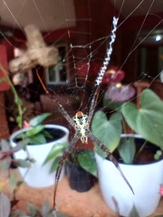 Argiope anasuja