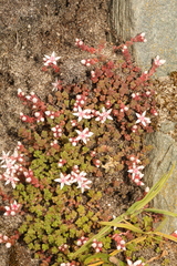 Sedum anglicum