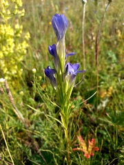 Gentianopsis barbata