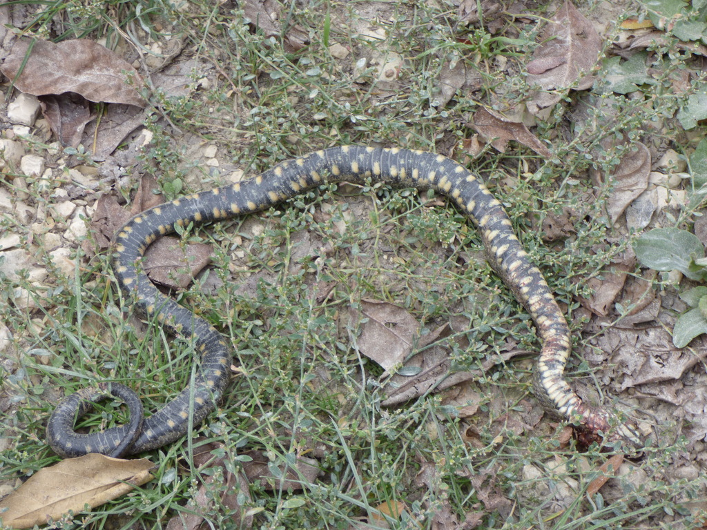 Tessellated Water Snake from Silistra, Bulgária on October 11, 2022 at ...