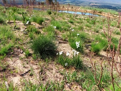 Aristea cantharophila