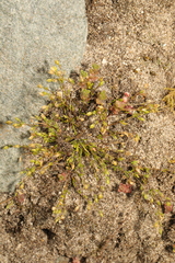Sagina procumbens