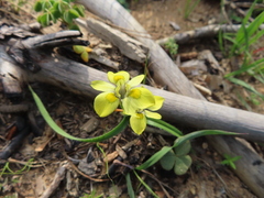 Moraea papilionacea