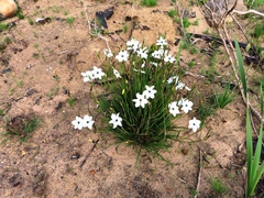Aristea cantharophila