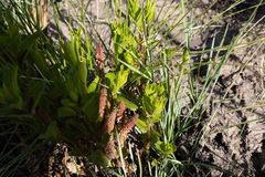 Acalypha depressinerva