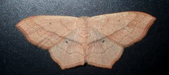 Scopula imitaria
