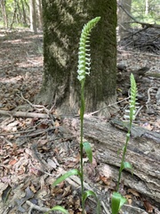 Spiranthes odorata