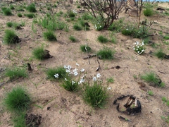 Aristea cantharophila