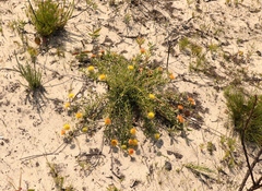 Leucospermum prostratum
