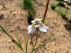 Moraea cantharophila