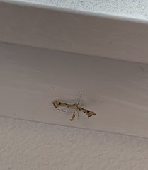 Platyptilia carduidactylus