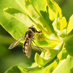 Syrphini