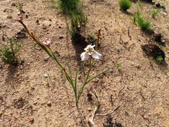 Moraea cantharophila