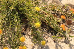Leucospermum prostratum