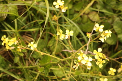 Raphanus raphanistrum landra