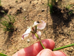 Moraea cantharophila