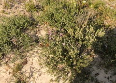 Disparago ericoides